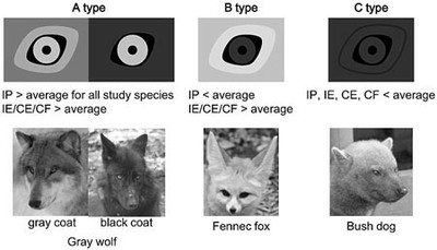 chó, chó sói, giao tiếp bằng mắt, cái nhìn chó, chó sói, giao tiếp bằng mắt, cái nhìn