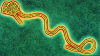 Hé lộ khả năng biến đổi bí ẩn của virus Ebola