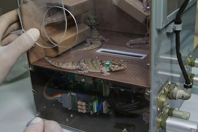 foton-m4-mission-geckos-1552-1406080850.