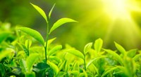 Tìm ra cách mới tạo oxy mà không cần quang hợp thực vật 
