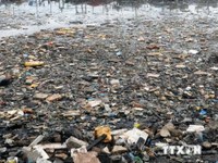 	 1,5 triệu động vật trên đại dương chết vì rác nhựa mỗi năm 