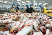 Khi doanh nghiệp “ngó lơ” nông dân 