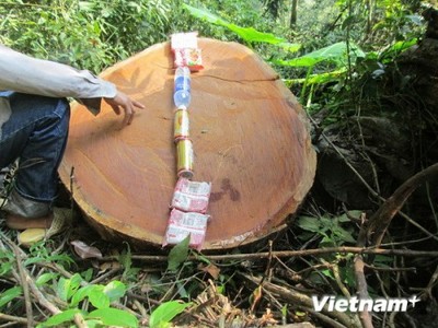 Một thớt gỗ bị ''lâm tặc'' xẻ thịt. (Ảnh: Nguyễn Trình/VietnamPlus)