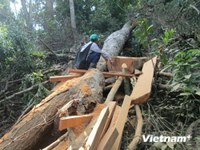Kiểm lâm, công an bảo kê cho phá rừng, khai thác vàng ở Kim Hỷ? 