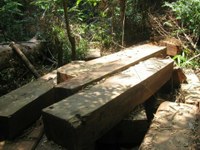 Phát hiện 2 bãi giấu gỗ quý ngay trong rừng đặc dụng 