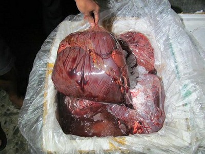 Số nội tạng động vật trên được bao bọc kỹ trong thùng xốp