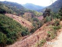 Rừng thông phòng hộ Krông Búk cơ bản bị xóa sổ 