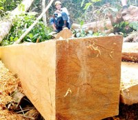 Theo dấu lâm tặc Cư Klong – Cư Đrăng 