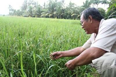 Ruộng lúa giống ML 202 của gia đình ông Rí