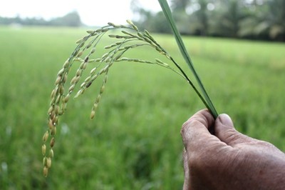 Lúa ML 202 năng suất rất cao nhưng phẩm chất gạo thấp chỉ tiêu thụ ở thị trường nội địa