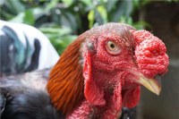 3 triệu đồng/con gà tiến vua, muốn mua phải chờ đến Tết 