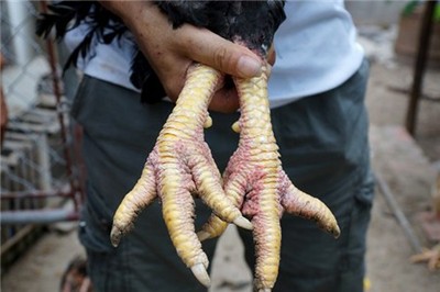 gà, gà-hồ, tết, 3-triệu, Thuận-thành, Bắc-Ninh, mua gà, gà-hồ, tết, 3-triệu, Thuận-thành, Bắc-Ninh, mua