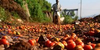 Cà chua đổ đầy đường, nỗi khốn cùng của người nông dân