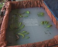 Cả chục năm lén lút bán chuối ngâm hóa chất