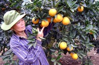 Cam Vinh: Chưa chính vụ Hà Nội đã loạn hàng giả