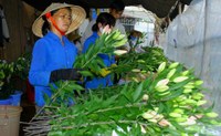 Lãi 3 tỷ đồng mỗi năm nhờ trồng hoa lily