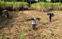 Long đong số phận của hơn 1.700 hộ dân Cà Mau trồng mía