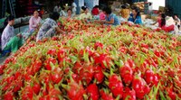 Rau quả Việt Nam đang đứng trước nguy cơ bị cấm nhập khẩu vào EU