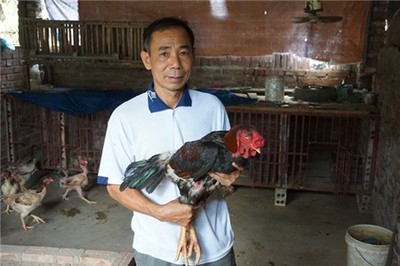 gà, gà-hồ, tết, 3-triệu, Thuận-thành, Bắc-Ninh, mua