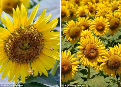 Một trong những bông hoa đặc biệt nhất trên cánh đồng.