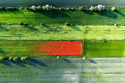 Cánh đồng ngũ cốc màu trắng và ngô màu xanh cũng với nhiều loài cỏ cây khác.