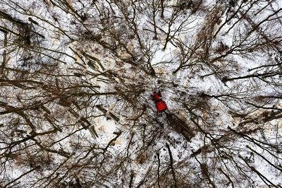 Hình ảnh những người đốn củi trong một khu rừng ở Gdynia