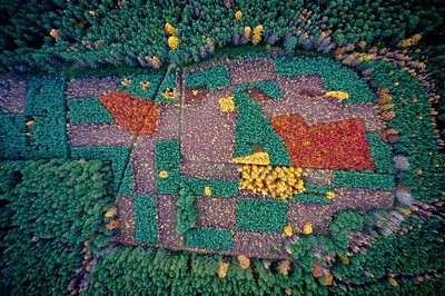 Một khu rừng đang mùa thay lá