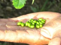 Trung Quốc chuộng khổ sâm, dân Quảng Ngãi lùng sục núi rừng tìm hái 