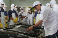 Bình Định tổ chức 4 đội tàu khai thác cá ngừ xuất khẩu