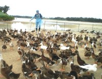Miền Trung: Tập trung dập dịch cúm A mới H5N6