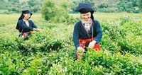 Mỗi năm giảm 3-4% hộ nghèo vùng trung du và miền núi Bắc Bộ