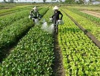 Tập trung thu hoạch lúa Mùa muộn, đẩy mạnh sản xuất cây vụ Đông 2014
